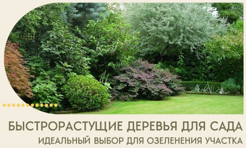 Быстрорастущие деревья для сада идеальный выбор в Армавире