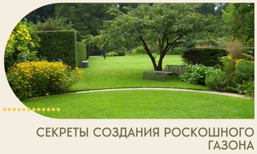Секреты создания роскошного газона в Армавире